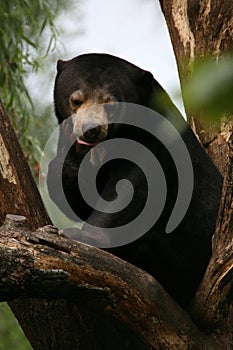 Malayan Sun bear