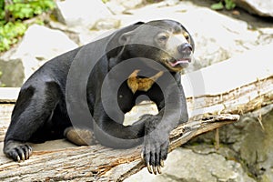 Malayan Sun Bear