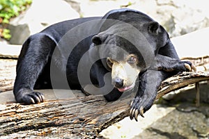 Malayan Sun Bear