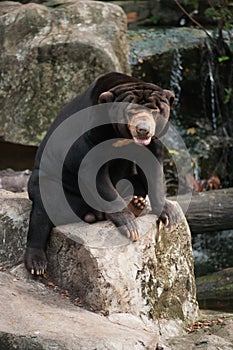 Malayan Sun Bear