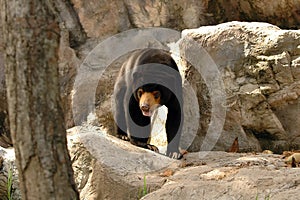Malayan Sun Bear