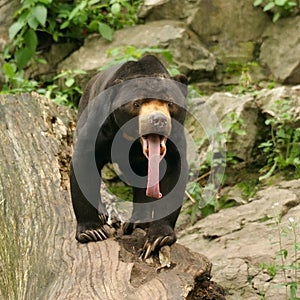 Malayan Sun Bear