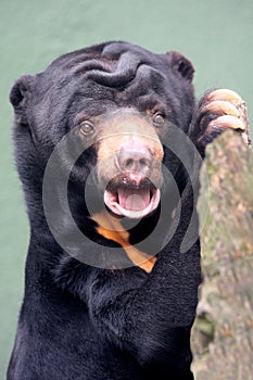 Malayan Sun Bear