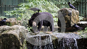 Malayan sun bear