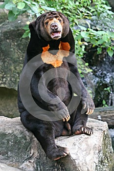 Malayan Sun Bear photo
