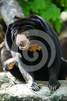 Malayan sun bear photo