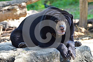 Malayan sun bear