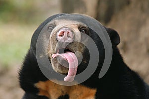 Malayan sun bear