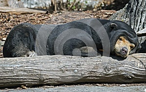 Malayan sun bear 5