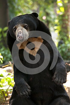Malayan sun bear