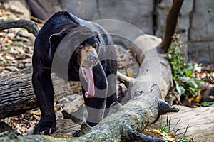 Malayan sun bear also known as a Malaysian bear Helarctos malayanus showing its tongue