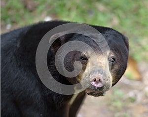 Malayan sun bear