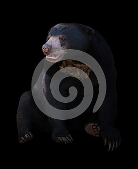 Malayan sun bear in dark background
