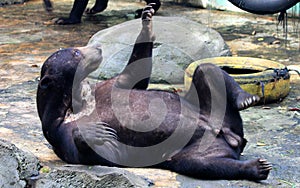Malayan sun bear