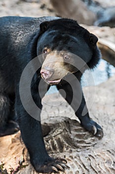 Malayan sun bear. photo