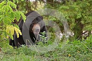 Malayan Sun Bear