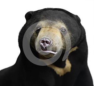 Malayan sun bear