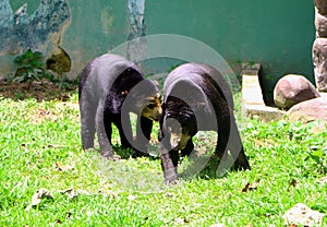 Malayan sun bear or Helarctos malayanus.