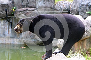 Malayan sun bear or Helarctos malayanus.