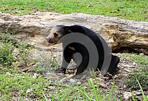 Malayan sun bear or Helarctos malayanus.