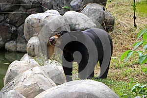 Malayan sun bear or Helarctos malayanus.