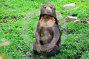 Malayan sun bear or Helarctos malayanus.