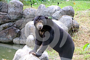 Malayan sun bear or Helarctos malayanus.