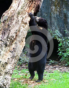 Malayan sun bear or Helarctos malayanus.