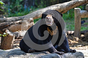 Malayan sun bear(helarctos malayanus)