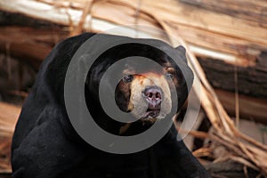 Malayan sun bear (Helarctos malayanus).