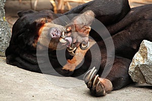 Malayan sun bear (Helarctos malayanus).