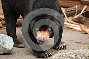 Malayan sun bear (Helarctos malayanus).