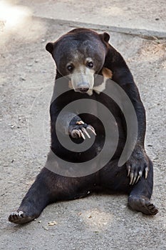 Malayan sun bear Helarctos malayanus