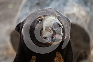 Malayan sun bear Helarctos malayanus photo