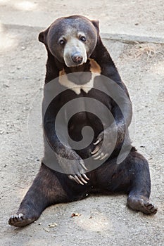 Malayan sun bear Helarctos malayanus