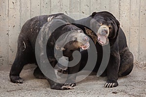 Malayan sun bear Helarctos malayanus photo