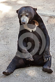 Malayan sun bear Helarctos malayanus photo