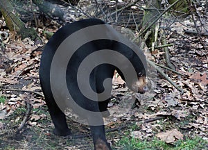 Malayan sun bear Helarctos malayanus.