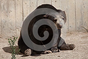 Malayan sun bear Helarctos malayanus