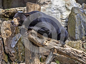 Malayan sun bear, Helarctos malayanus, climbs the trunk