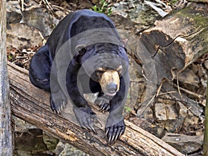 Malayan sun bear, Helarctos malayanus, climbs the trunk