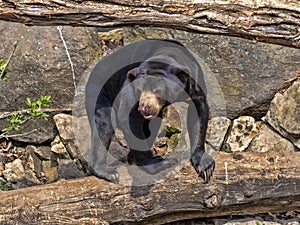 Malayan sun bear, Helarctos malayanus, climbs the trunk