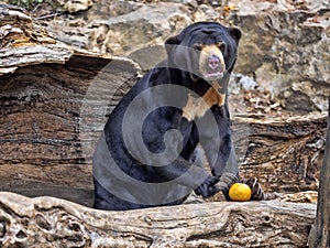 Malayan sun bear, Helarctos malayanus, climbs the trunk