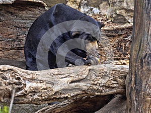 Malayan sun bear, Helarctos malayanus, climbs the trunk