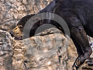 Malayan sun bear, Helarctos malayanus, climbs the trunk photo