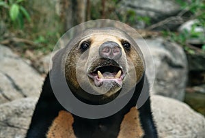 Malayan sun bear Helarctos malayanus : Closeup