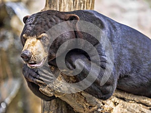 Malayan sun bear, Helarctos malayanus, has enormous claws on its front legs