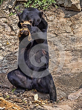 Malayan sun bear, Helarctos malayanus, has enormous claws on its front legs