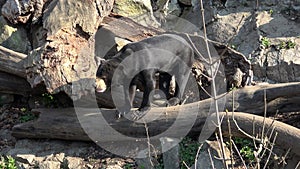 Malayan sun bear, Helarctos malayanus, has enormous claws on its front legs