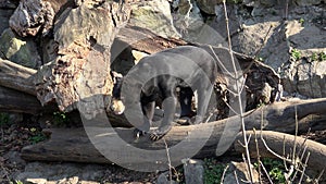 Malayan sun bear, Helarctos malayanus, has enormous claws on its front legs